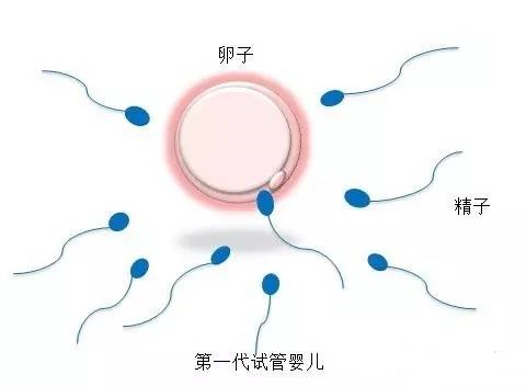 关于素竹生殖